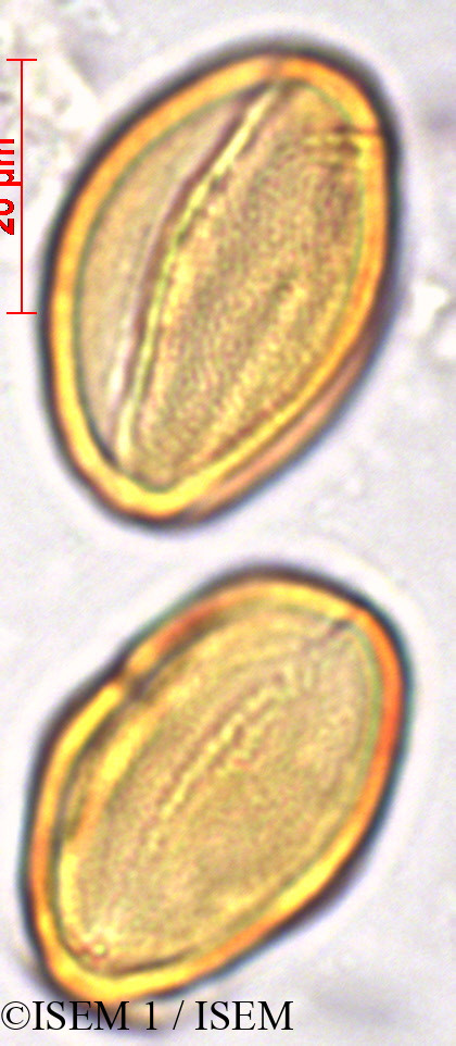 ISEM 1/Acer_mono_27853/Acer_mono_27853_0003(copy).jpg